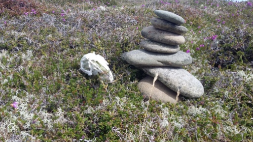 The heather against the shoreline, under the eye of the Light house at the Point of Ayre, Isle of Man ... and a rabbit skull.